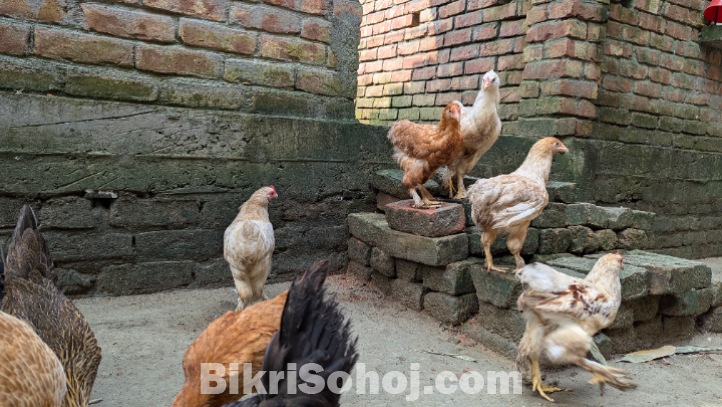 আমেরিকান বাফ ব্রহামা